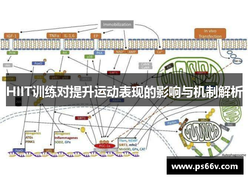 HIIT训练对提升运动表现的影响与机制解析